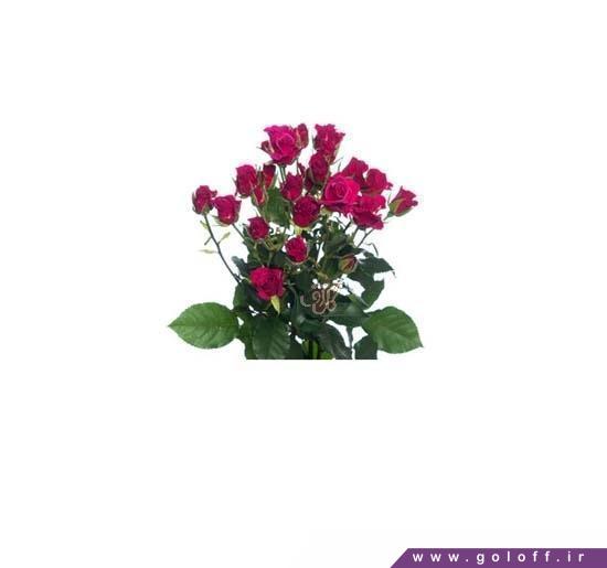 فروش آنلاین گل - گل رز مینیاتوری گلاریوس - Roses | گل آف